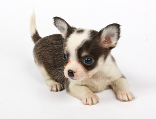 small chihuahua puppy
