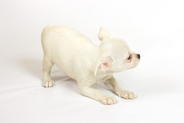 Fototapeta na wymiar small chihuahua puppy