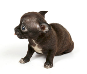 small chihuahua puppy