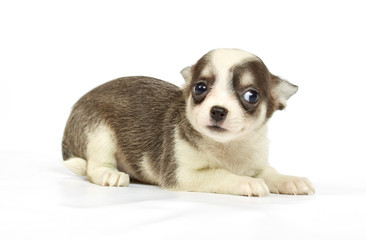 small chihuahua puppy