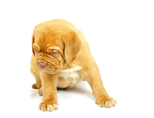 Obraz premium Bordeaux dog puppy