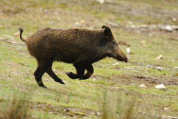 sanglier  © wojciech nowak