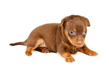 Funny puppy Chihuahua poses