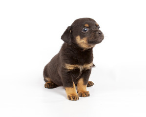 Chihuahua puppy in studio
