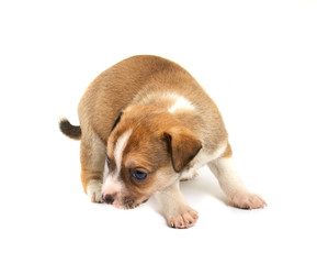 Funny puppy Chihuahua poses