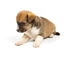 Funny puppy Chihuahua poses