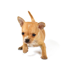 Funny puppy Chihuahua poses
