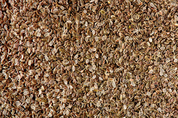Dill seeds background