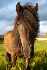 Obraz premium Horse on a meadow