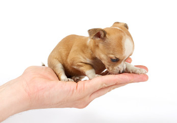 Funny puppy Chihuahua poses