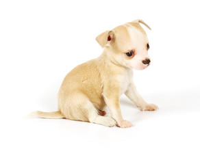 Funny puppy Chihuahua poses