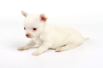 Fototapeta na wymiar Funny puppy Chihuahua poses