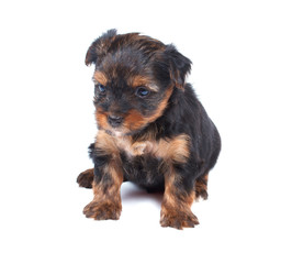 Yorkshire terrier looking