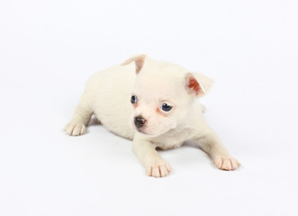 Obraz premium small chihuahua puppy