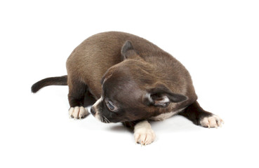 Obraz premium small chihuahua puppy