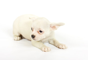 small chihuahua puppy