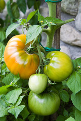 pomodori