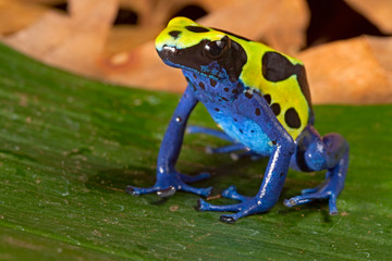 poison dart frog