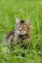 Naklejka na ściany i meble gray cat on a background of green grass
