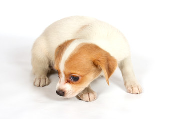 chihuhua puppy on the white background