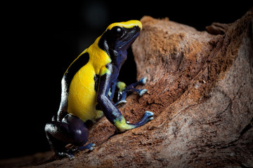 poison dart frog