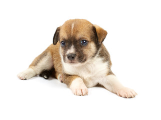 Funny puppy Chihuahua poses