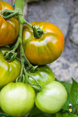 pomodori