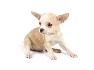 Funny puppy Chihuahua poses