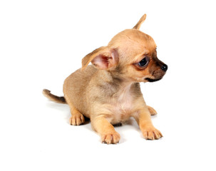 Obraz premium Funny puppy Chihuahua poses