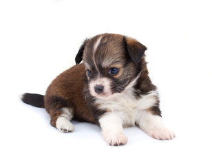 Funny puppy Chihuahua poses