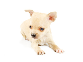 Funny puppy Chihuahua poses