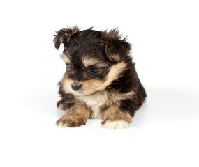 Funny puppy Chihuahua poses