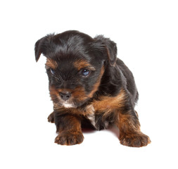 Yorkshire terrier looking