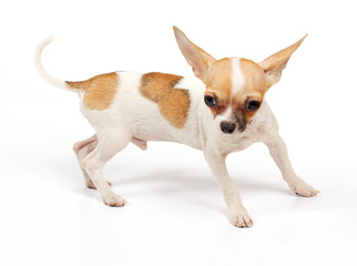 Obraz premium Funny puppy Chihuahua poses