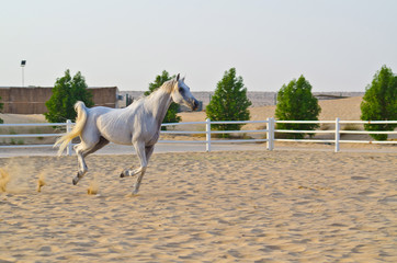 Arabian Horse
