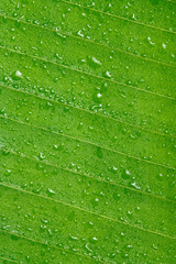 Drops of water on tropical leaf