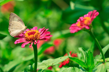 Butterfly on tropical flower