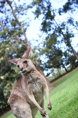 Kangaroo under a afternoon sky