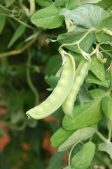 Fototapeta na wymiar Sugar peas