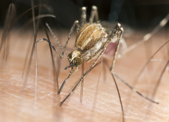 Mosquito sucking blood, extreme close-up