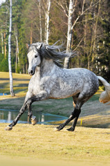 white andalusian stallion runs gallop on the meadow