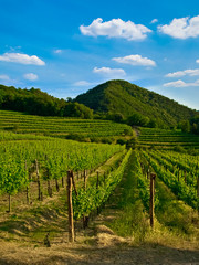 Fototapeta na wymiar grapevine plants in a vineyard