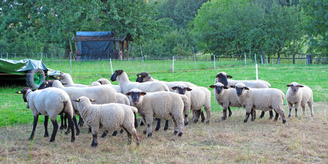 Funny sheep herd waiting for feeding.