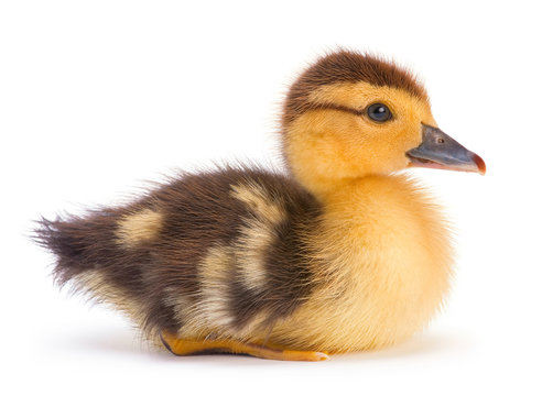 Sitting duckling