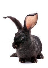 Rabbit farm animal