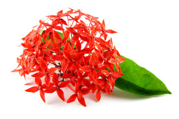 Naklejka premium Red Flowers with Green Leaf