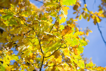 Autumnal colored leaves of oak