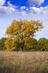 One wonderful autumn tree