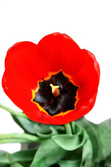 flower red  tulip