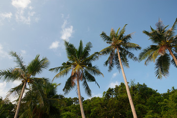Coconuts palm trees over blue sky